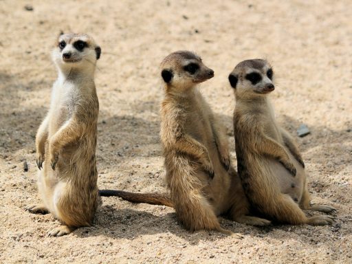 three animals on sand during daytime