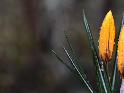 crocus, flower, wet, spring, spring flower, yellow, early bloomer, flower wallpaper, beautiful flowers, boo, nature, beginning of spring, spring crocus, spring awakening, flora, yellow crocus, springtime, harbinger of spring, flower background, beautiful, drops, waterdrop