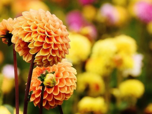 Dahliastruiken in volle bloei in een zomerse tuin in augustus