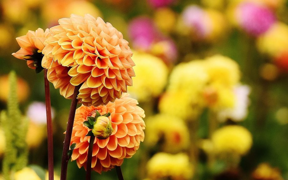 Dahliastruiken in volle bloei in een zomerse tuin in augustus