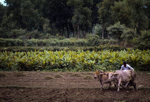 Groen Fries polderlandschap met een historische terp en boerderijen op de achtergrond