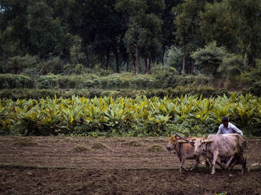 Groen Fries polderlandschap met een historische terp en boerderijen op de achtergrond
