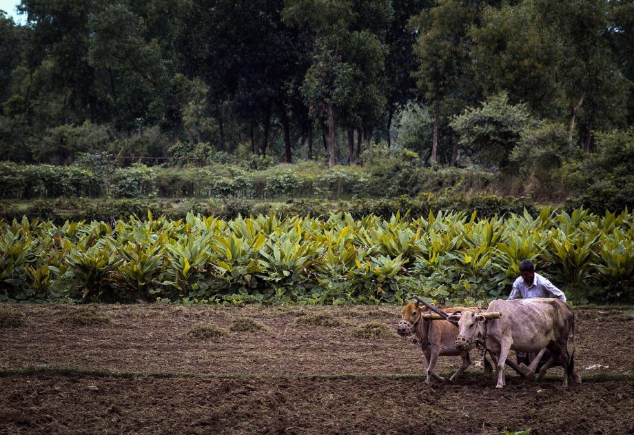 Groen Fries polderlandschap met een historische terp en boerderijen op de achtergrond