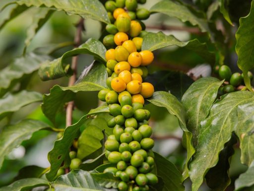 Braziliaanse koffieplantage met rijen koffieplanten op een heuvelachtig landschap