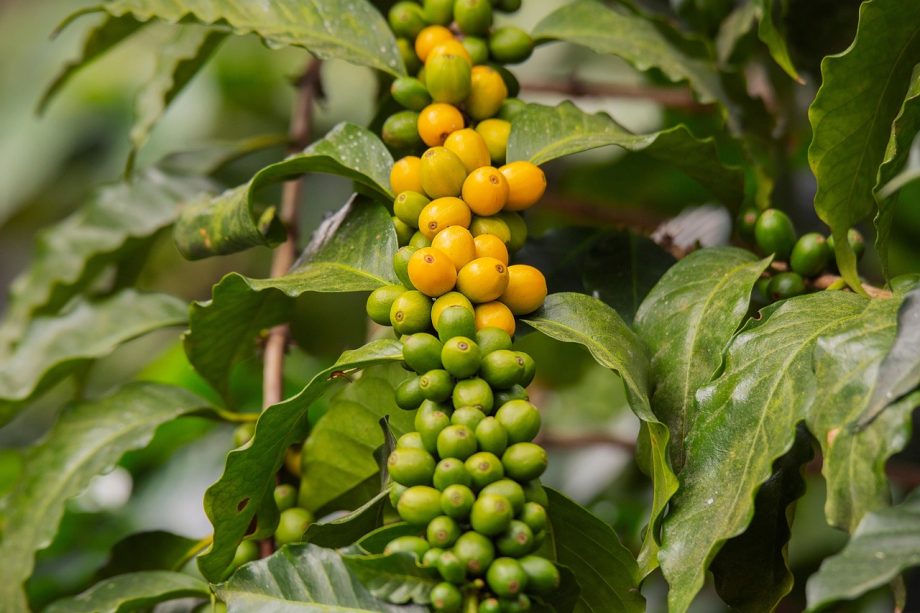 Braziliaanse koffieplantage met rijen koffieplanten op een heuvelachtig landschap